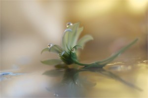 dewdrop