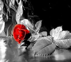 black-and-white-roses